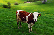 brown and white cow